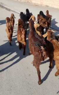 بز نر و ماده