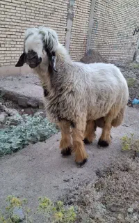 نرمیش