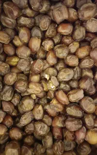 خرما خاصویی درجه 1و خرما پیارم