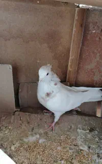 کبوتر طوقی