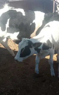 گوساله چهارتا ماده و شش تا نر