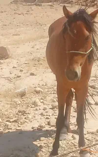 فروش مادیون