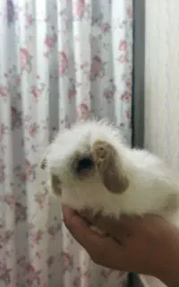 بچه خرگوش لوپ