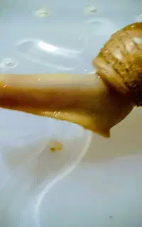 حلزون