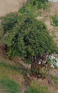 دنبال کارم