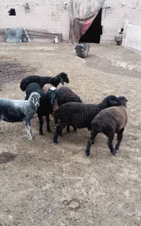 بره نرو ماده شیر مست