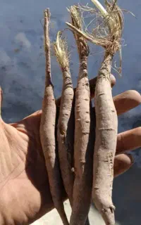 آنغوزه