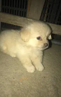 9 تا توله پامر و شیتزو
