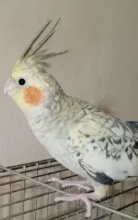 جوجه عروس هلندی