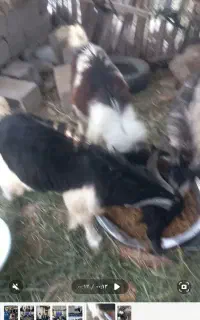 فروش  چپشت چاق