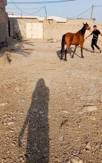 اسب مادیان سواری اوکی پرخون قد بلند