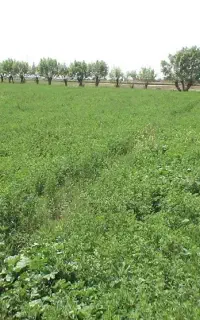 یونجه خشک و درجه یک