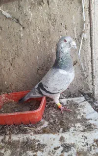 کبوتر