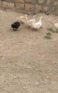 باسلام ۵عدد اردک