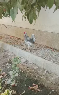 خروس گلین طوسی