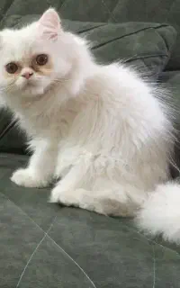بچه گربه های پرشین اسکاتیش