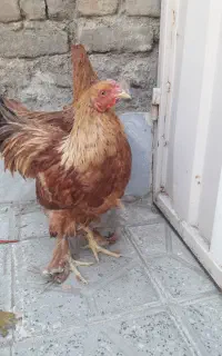 خروس برهما جوان