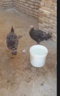 بوقلمون ماده