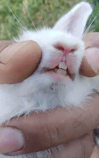 خرگوش لپ هلندی