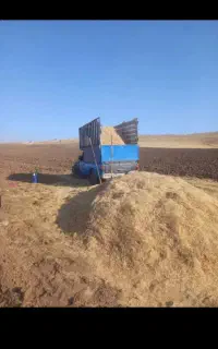 کاه گندم