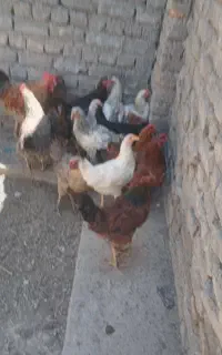 مرغ و خروس و جوجه