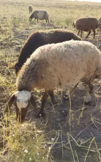 میش جوان شیشک