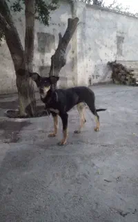 سگ دو برمن
