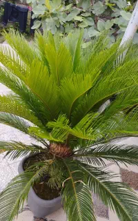 سیکاس