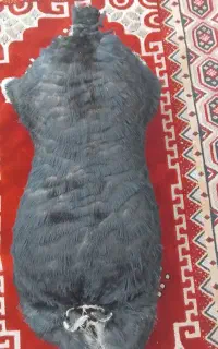 خیگ روغنی نو اماده روغن
