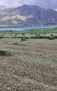 یونجه چین اول