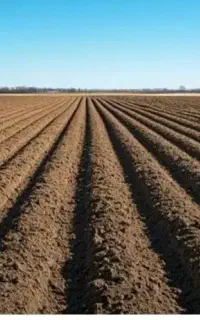 زمین دیم اجاره جا جو‌ گندم نخود میخام هر چند هکتار