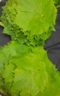 برگ مو(انگور) تازه و ارگانیک و نازک