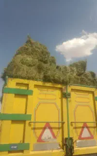 یونجه خشک