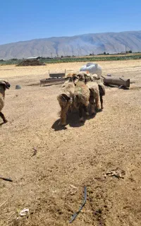 میش