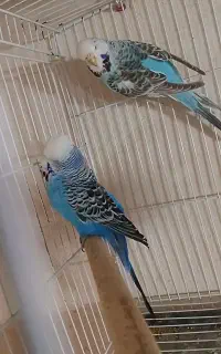 جفت مرغ عشق انگلیسی گریدA