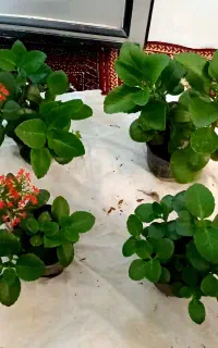 گل های زیبا و شاداب