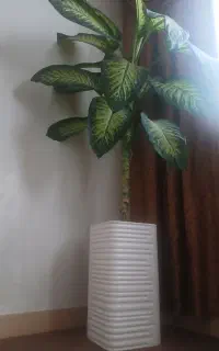 گل دیفن باخیا