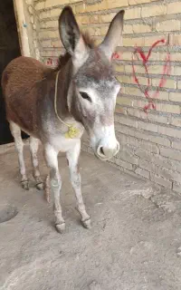 یک عدد.اولاغ نر