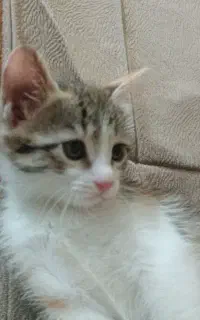 واگذاری گربه