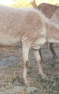 بز سانن  بشرط  شیر