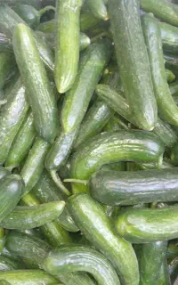 خیار تازه