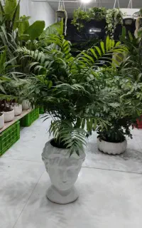 نخل شامادورا همراه با گلدان فیس