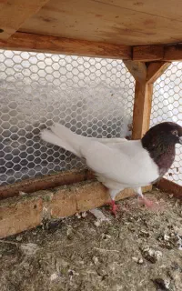 کبوتر  گرگی و کله دار