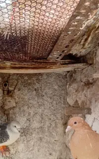 دوتا‌کرمونی