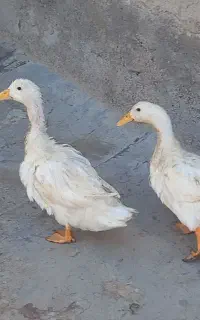 اردک ماده تخم گذار