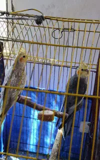 عروس هلندی