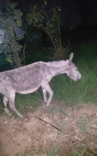 الاغ ماده