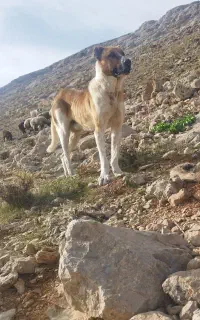 سگ خراسانی 17ماهه