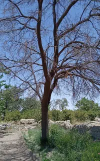 چوب زردآلو و توت فروشی