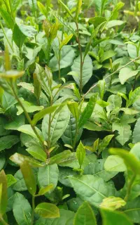 چای بهاره